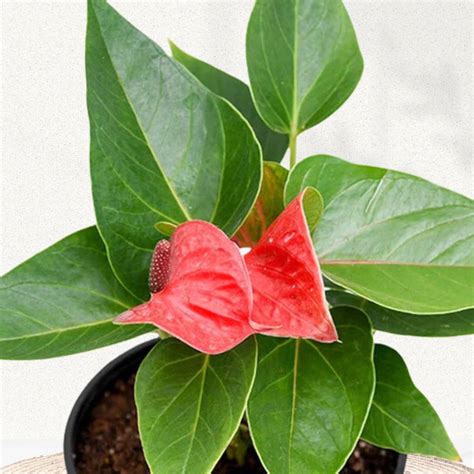 Buy Anthurium Red Plant Online - Gardengram India