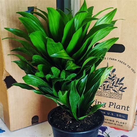 Janet Craig Dracaena: Easy-Care Indoor Plant