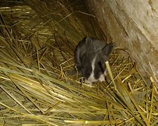 Image result for Baby Bunnies in Spring Time