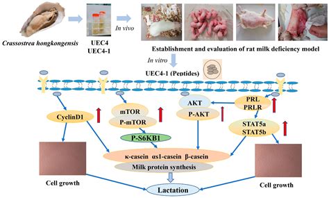 Lactation Activity and Mechanism of Milk-Protein Synthesis by Peptides ...