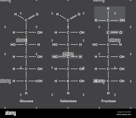 Chemical Illustration of Monosaccharides. Glucose, Fructose And Galactose. Vector Illustration ...