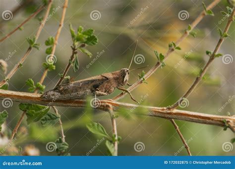 Brown Grass Hopper stock image. Image of species, powerful - 172032875