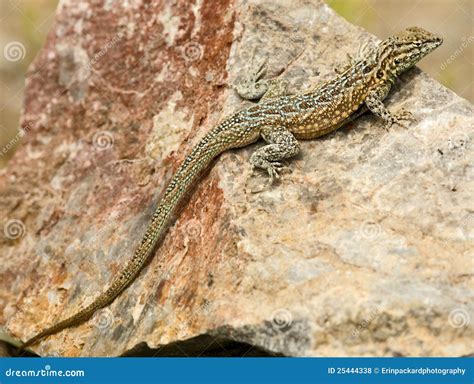 Desert Lizard on Rock stock photo. Image of blotched - 25444338