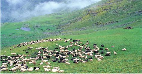 SATHEE: Chapter 05 Pastoralists in the Modern World