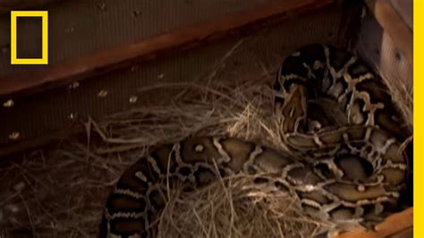 Image result for Burmese Python Attack