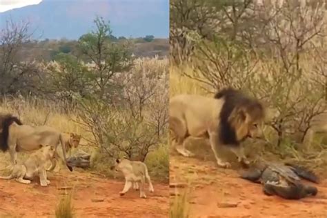 Viral Video: बाहुबली! पूरे कुनबे के साथ मिलकर भी शेर नहीं कर सके ...