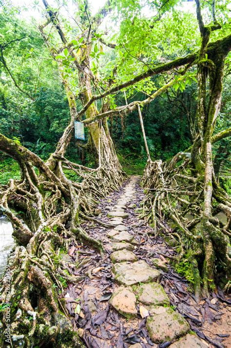 Image result for Tree Root Bridge