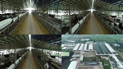 湖南省大型养牛场 2020西门塔尔牛犊子价 格 要紫红花净脸的 吉林省 阳光-食品商务网