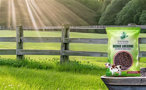 SRI SAI FORESTRY Dashrath Grass Seeds, Dasharath Ghas Seed, Hedge ...