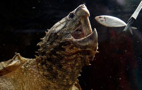 Image result for Snapping Turtle Call