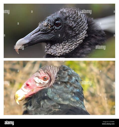 American Black vulture up top - Coragyps atratus - and Turkey Vulture ...