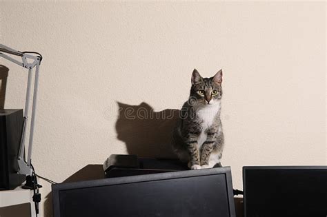 Image result for Cat Sitting at Computer