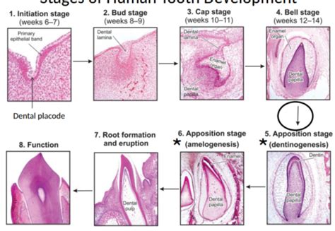Image result for Human Tooth Development