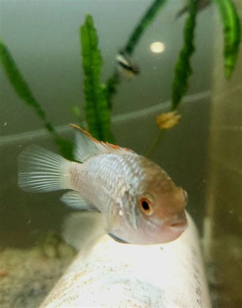 Electric Blue Acara Cichlid – Fish2U