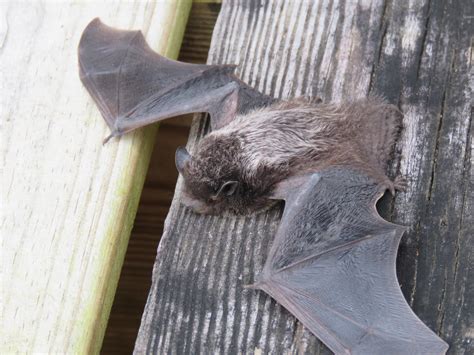 Mammals of North Carolina