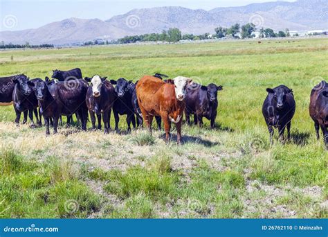 Group of Cows Grazing on the Meadow Stock Photo - Image of dryness ...