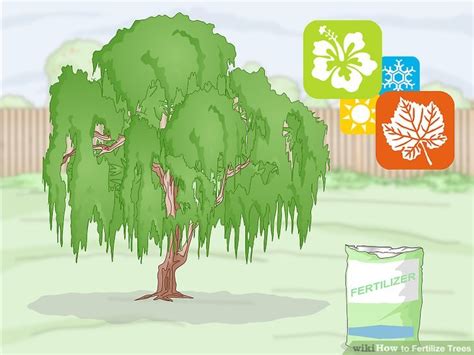 Image result for How Do You Fertilize a Tree