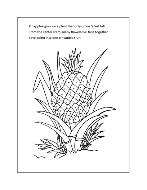 Pineapple Coloring Pages – Printable Coloring Pages. FREE