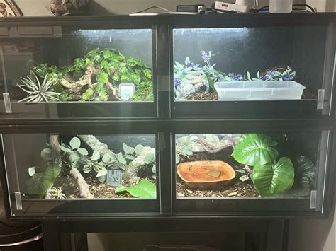 Image result for Ball Python Setup Checklist
