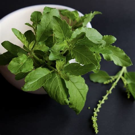 Exploring India’s Sacred Plants And Their Spiritual Significance
