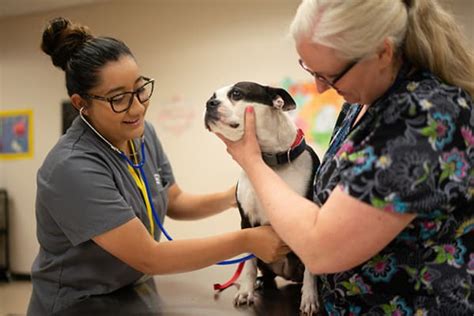 Image result for Vet Tech Courses