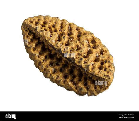 Light micrograph of a seed grain of Phacelia tanacetifolia, scorpionweed, showing a single seed ...