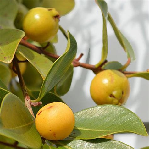 Yellow Strawberry Guava Live Palnt (Psidium Cattleianum) – veliyathgardens