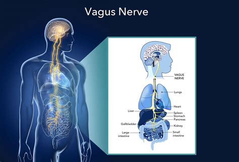 Vagus Nerve Damage Test