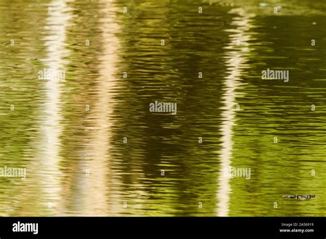 Image result for Abstract Reflection