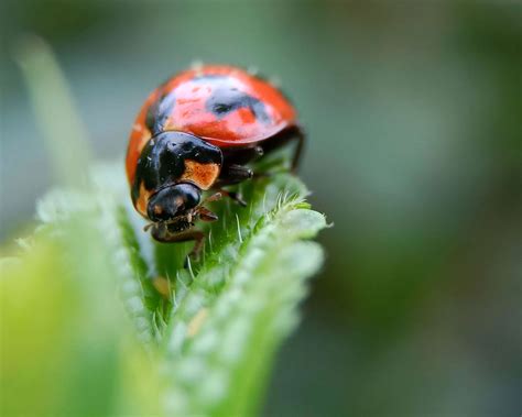 We Had a Ladybug Infestation, Here's How We Got Rid of Them