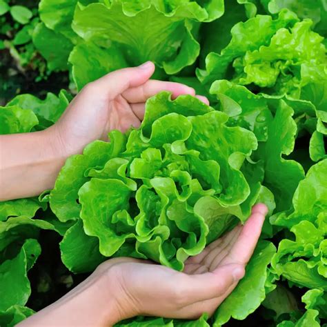 Alimentos prohibidos para el potasio alto (o que deberías evitar)