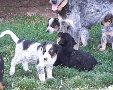 Queensland Heeler/Border Collie Mix Puppies