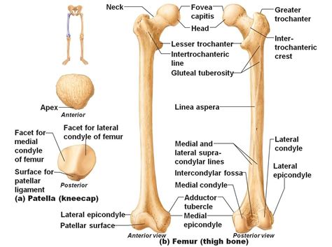 Lateral Femoral Condyle