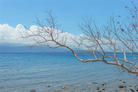 Texture Tree Sea 的图像结果