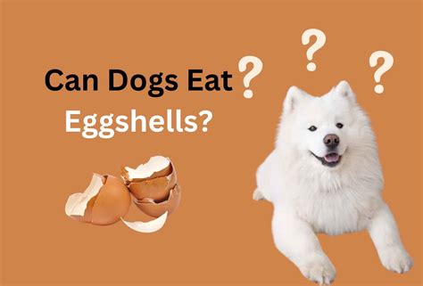Can Dogs Eat Eggshells? A Vet-Approved Guide – Pets Prose