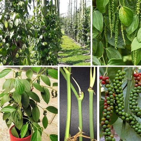 STAR PLANT Black Pepper; Piper Nigrum; Gol Mirch; Kali Mirch; Healthy ...