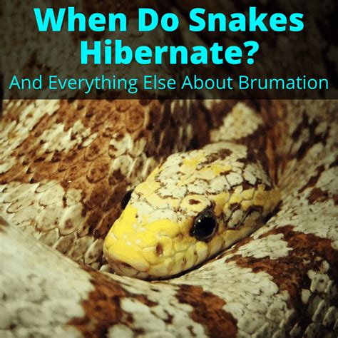 When Do Snakes Hibernate? (And Everything Else About Brumation)