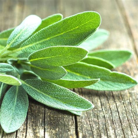 Best Sage Substitute (9 Great Alternatives For Ground Sage!)
