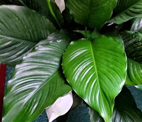 Peace Lily Care Indoors - How to Grow Peace Lily (Spathiphyllum)