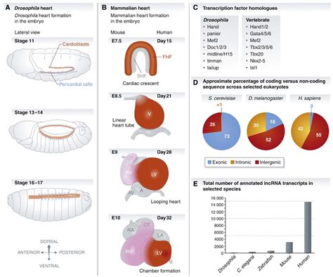 Image result for Heart Development Disorders