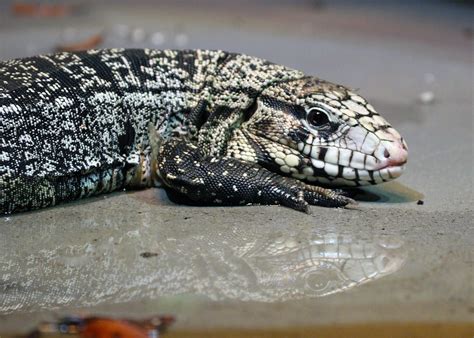 Black And White Tegu at Thomas Reiser blog