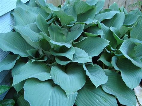 Are Hostas Perennials