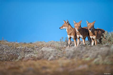 Ethopia Photography Gallery - ORYX Photo Tours
