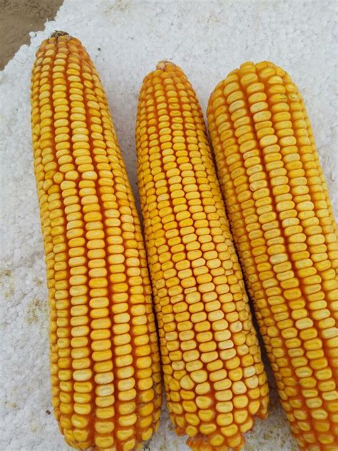 先玉335玉米种简介 | 农人网