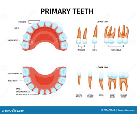 Baby Primary Teeth Set stock vector. Illustration of healthcare - 269673245