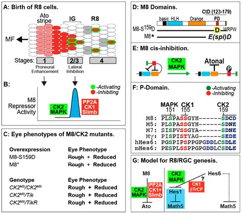 Drosophila Protein Kinase CK2: Genetics, Regulatory Complexity and ...