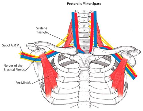 Subclavius Muscle Brachial Plexus