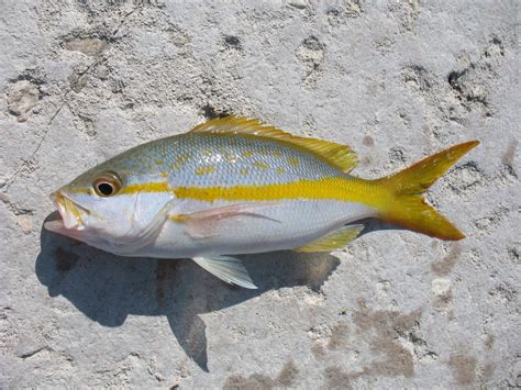 Yellowtail Snapper Fish