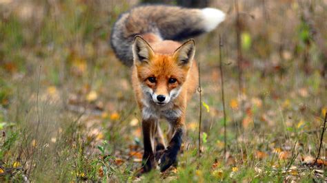 Is A Fox a Dog or a Cat? A Deep Dive Into Their True Nature