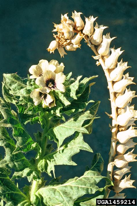 black henbane (Hyoscyamus niger L.)